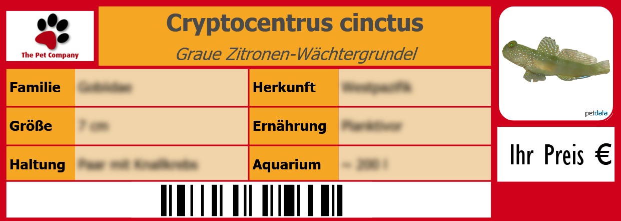 Cryptocentrus cinctus Graue Zitronen-Wächtergrundel 105 x 38 mm