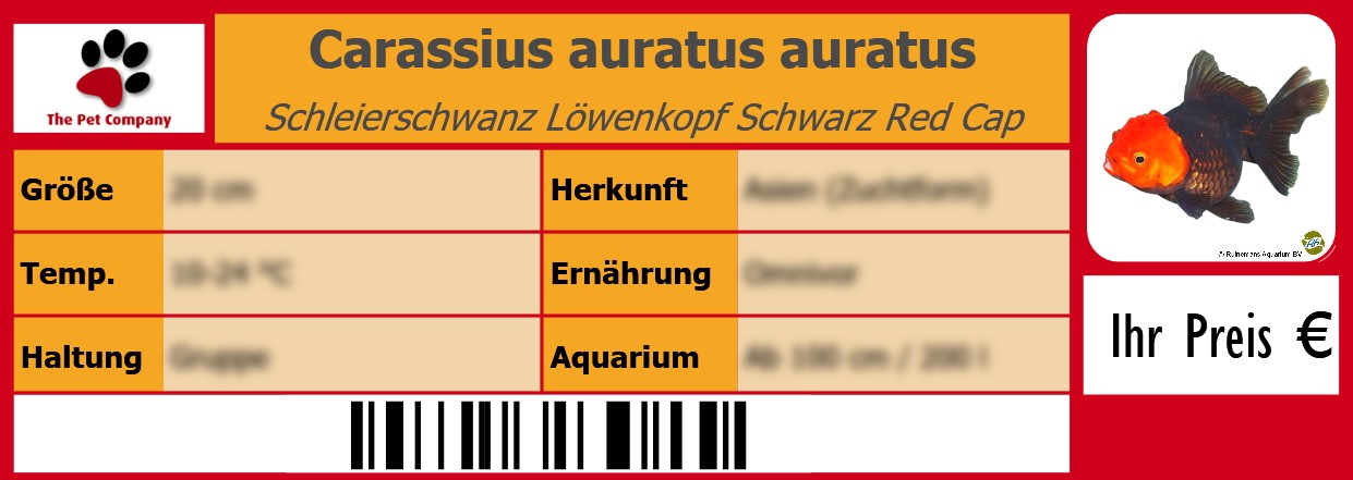 Carassius auratus auratus Schleierschwanz Löwenkopf Schwarz Red Cap 105 x 38 mm