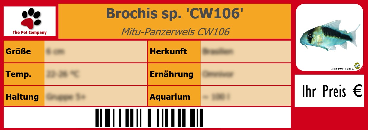 Brochis sp. 'CW106' Mitu-Panzerwels CW106 105 x 38 mm