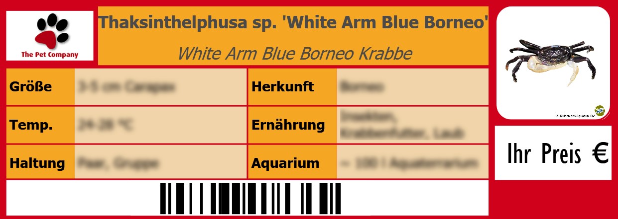 Thaksinthelphusa sp. 'White Arm Blue Borneo' White Arm Blue Borneo Krabbe 105 x 38 mm