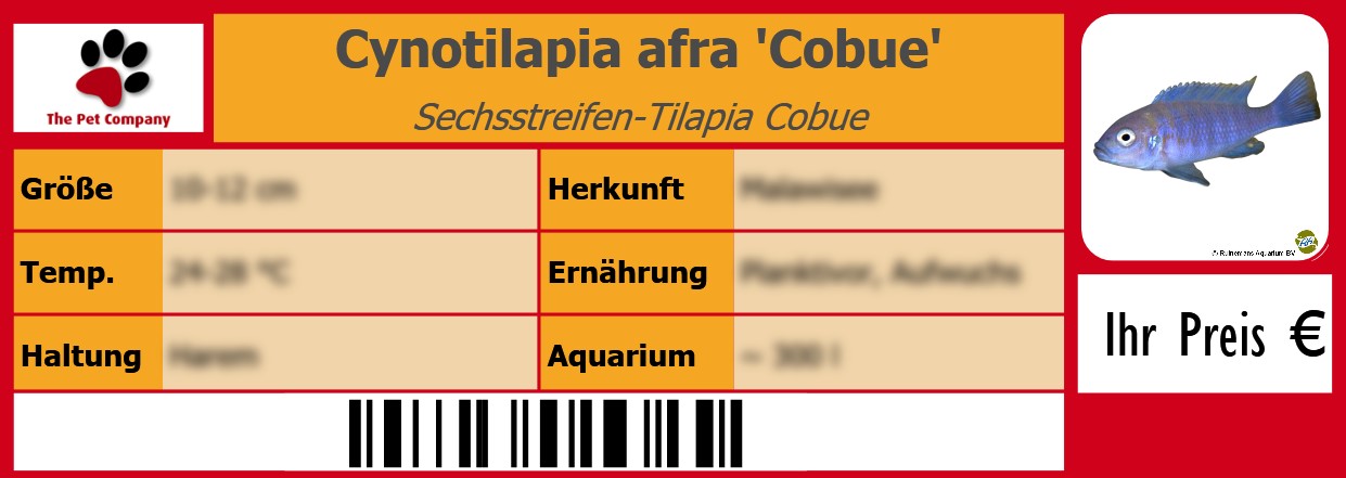 Cynotilapia afra 'Cobue' Sechsstreifen-Tilapia Cobue 105 x 38 mm