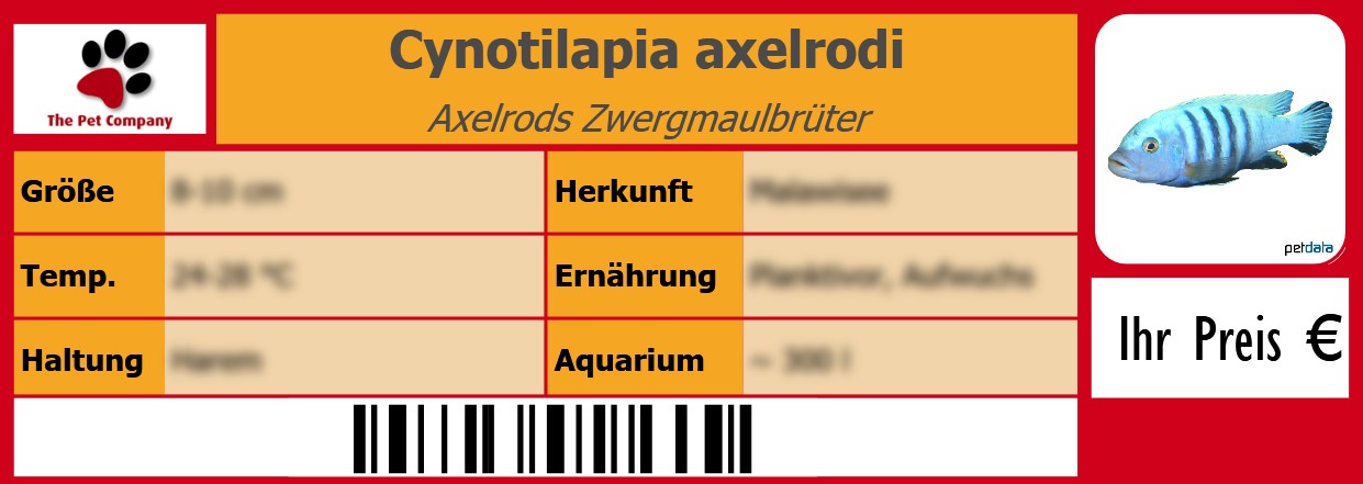 Cynotilapia axelrodi Axelrods Zwergmaulbrüter 105 x 38 mm