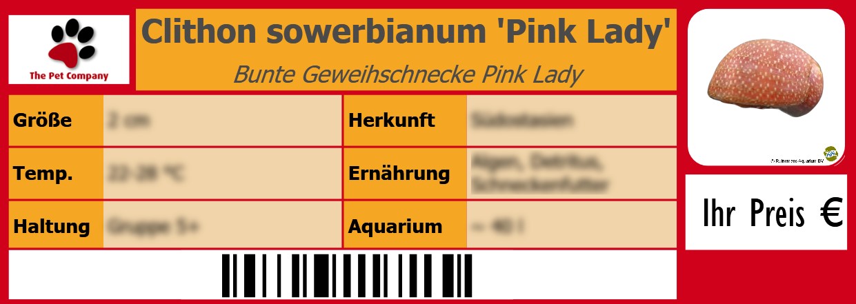 Clithon sowerbianum 'Pink Lady' Bunte Geweihschnecke Pink Lady 105 x 38 mm