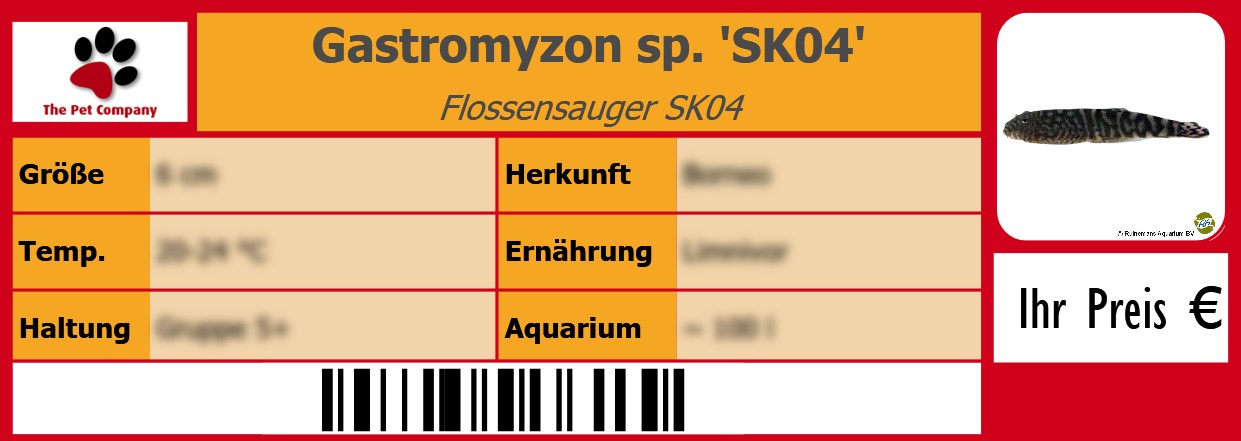 Gastromyzon sp. 'SK04' Flossensauger SK04 105 x 38 mm