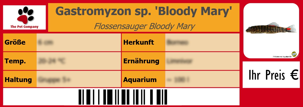 Gastromyzon sp. 'Bloody Mary' Flossensauger Bloody Mary 105 x 38 mm