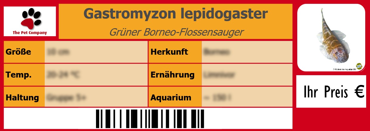 Gastromyzon lepidogaster Grüner Borneo-Flossensauger 105 x 38 mm