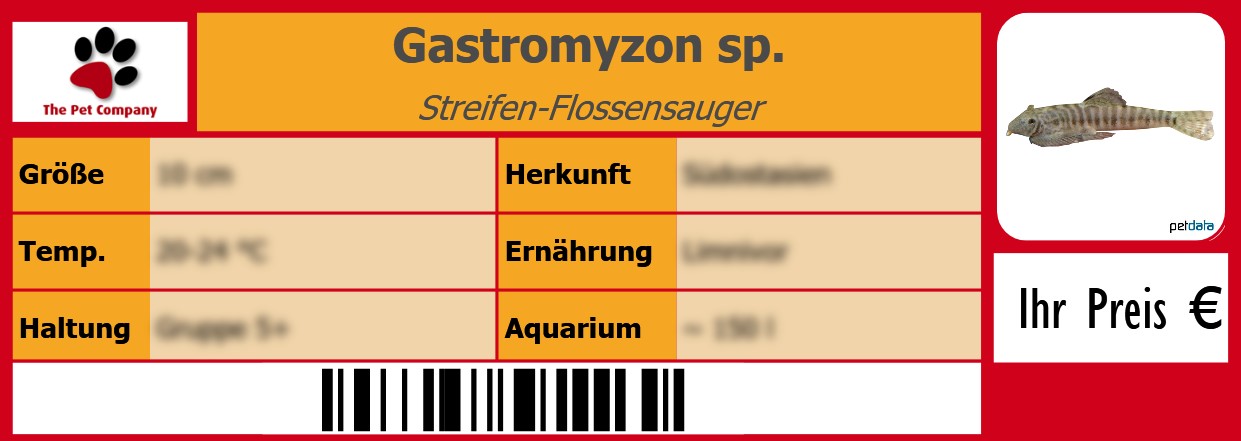 Gastromyzon sp. Streifen-Flossensauger 105 x 38 mm