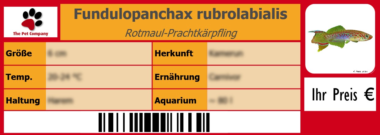 Fundulopanchax rubrolabialis Rotmaul-Prachtkärpfling 105 x 38 mm