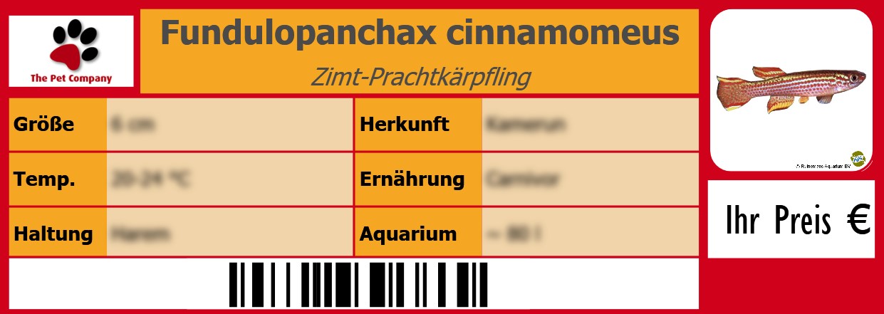 Fundulopanchax cinnamomeus Zimt-Prachtkärpfling 105 x 38 mm
