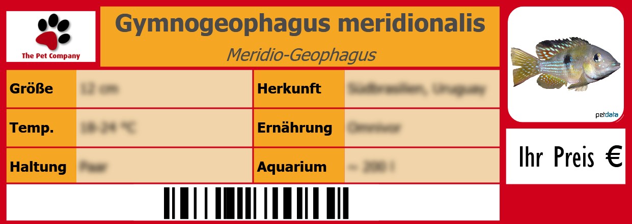 Gymnogeophagus meridionalis Meridio-Geophagus 105 x 38 mm