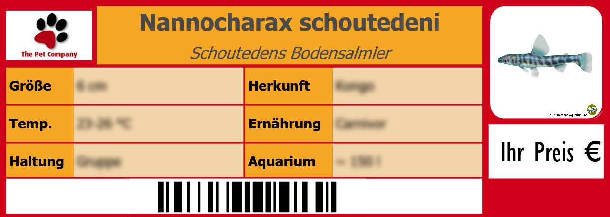 Nannocharax schoutedeni Schoutedens Bodensalmler 105 x 38 mm