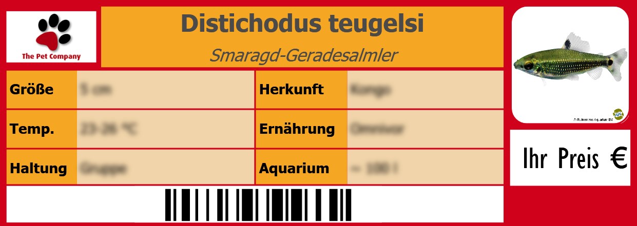 Distichodus teugelsi Smaragd-Geradesalmler 105 x 38 mm
