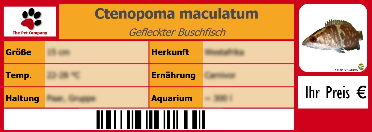 Ctenopoma maculatum Gefleckter Buschfisch 105 x 38 mm