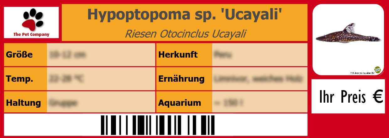 Hypoptopoma sp. 'Ucayali' Riesen Otocinclus Ucayali 105 x 38 mm