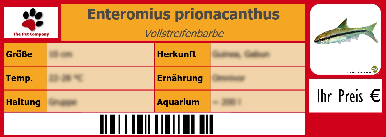 Enteromius prionacanthus Vollstreifenbarbe 105 x 38 mm