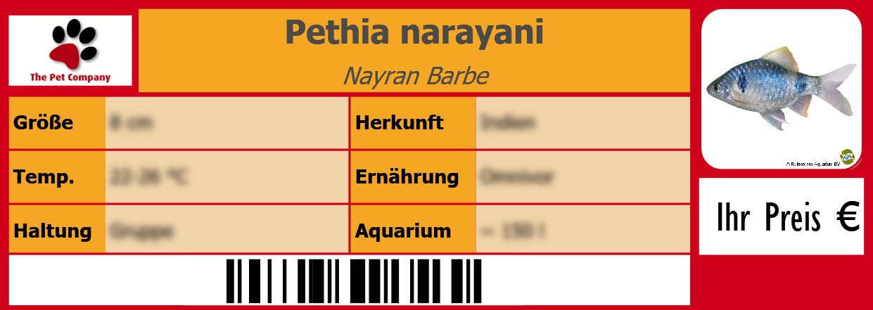Pethia narayani Nayran Barbe 105 x 38 mm