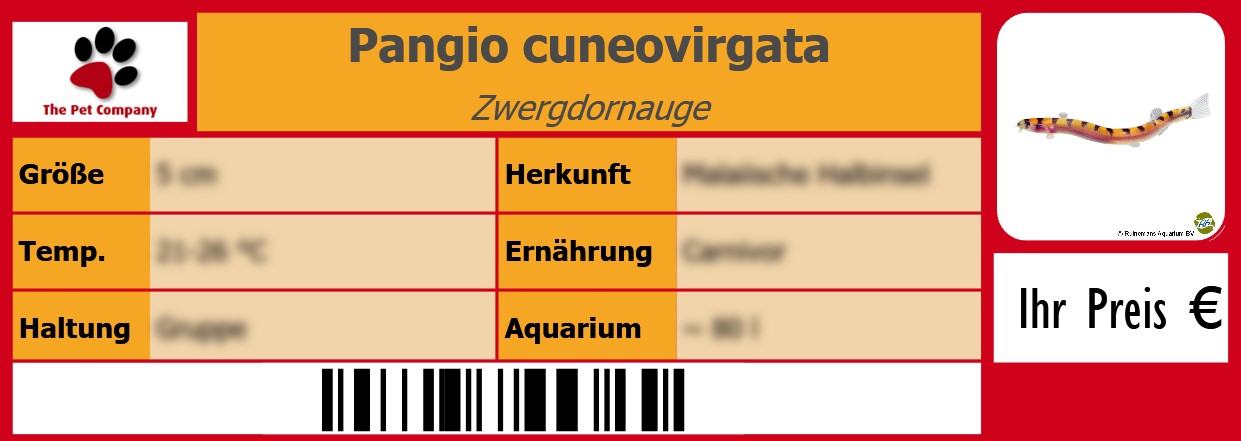 Pangio cuneovirgata Zwergdornauge 105 x 38 mm