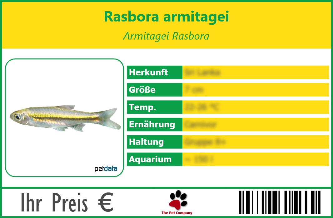 Rasbora armitagei Armitagei Rasbora 90 x 60 mm