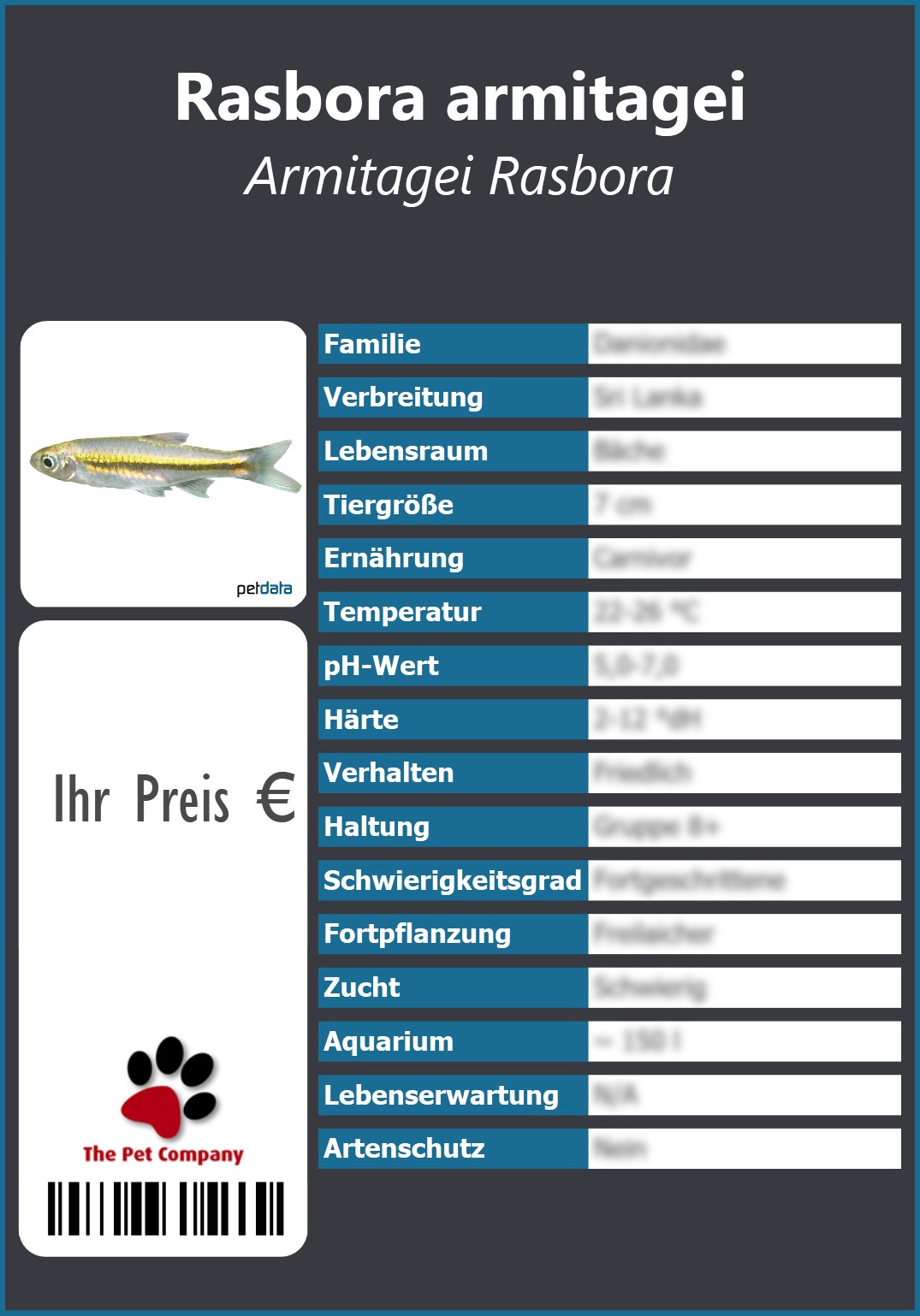 Rasbora armitagei Armitagei Rasbora 91 x 130 mm