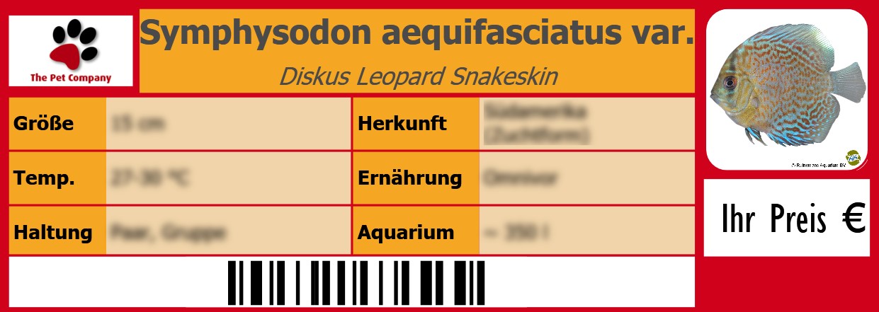 Symphysodon aequifasciatus var. Diskus Leopard Snakeskin 105 x 38 mm