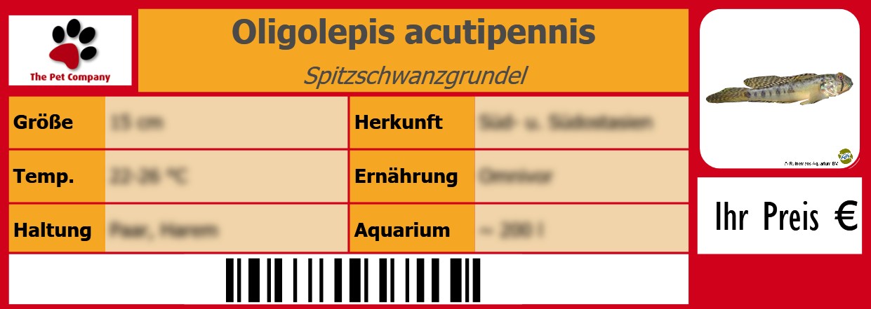 Oligolepis acutipennis Spitzschwanzgrundel 105 x 38 mm