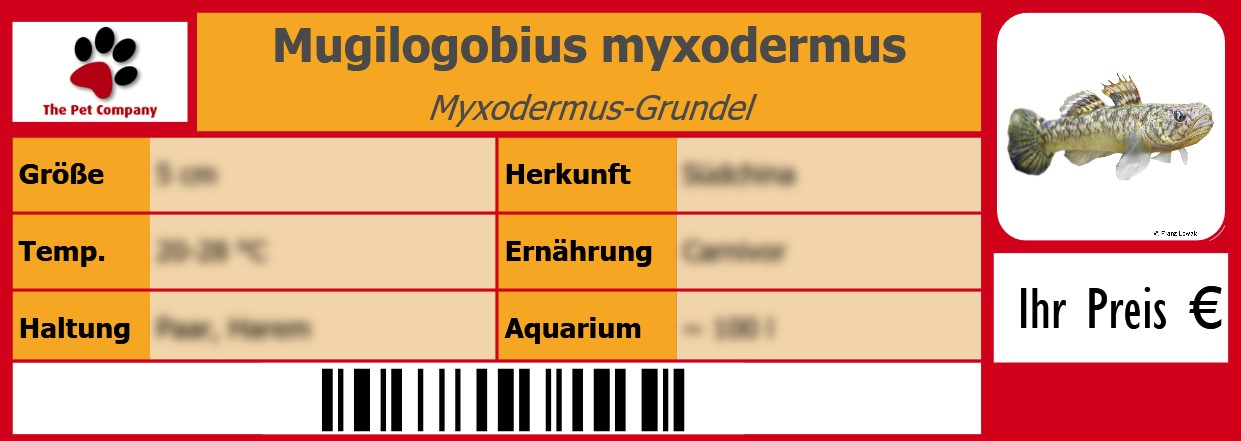 Mugilogobius myxodermus Myxodermus-Grundel 105 x 38 mm