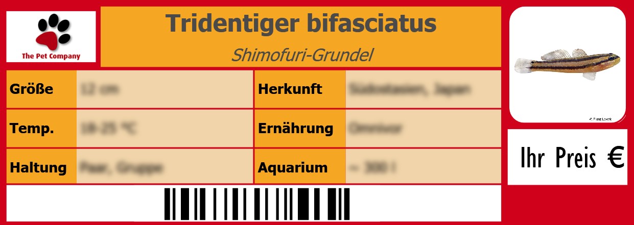 Tridentiger bifasciatus Shimofuri-Grundel 105 x 38 mm