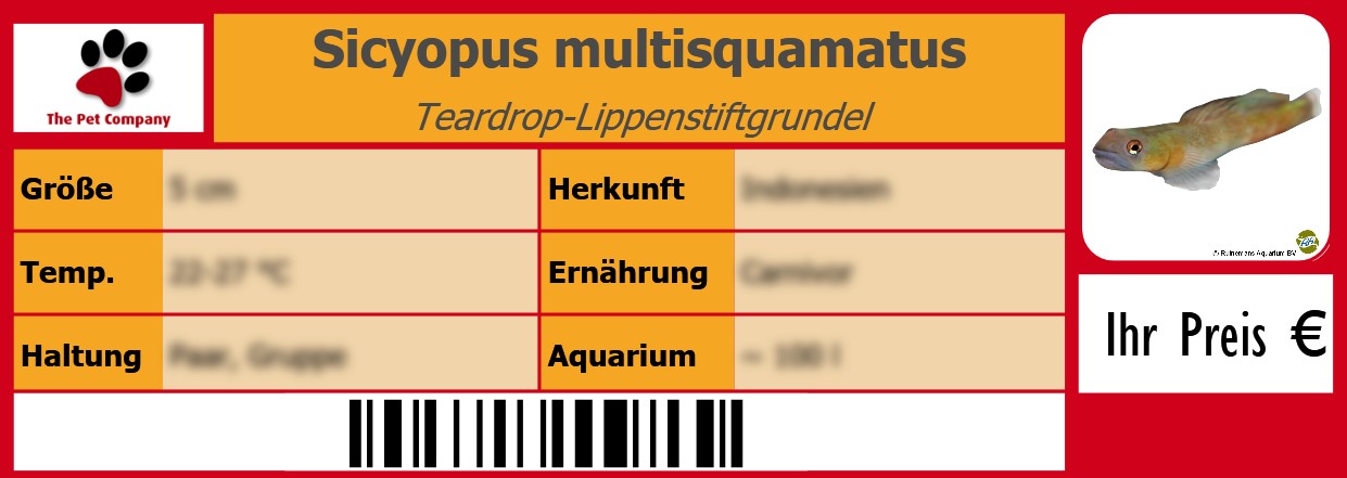 Sicyopus multisquamatus Teardrop-Lippenstiftgrundel 105 x 38 mm