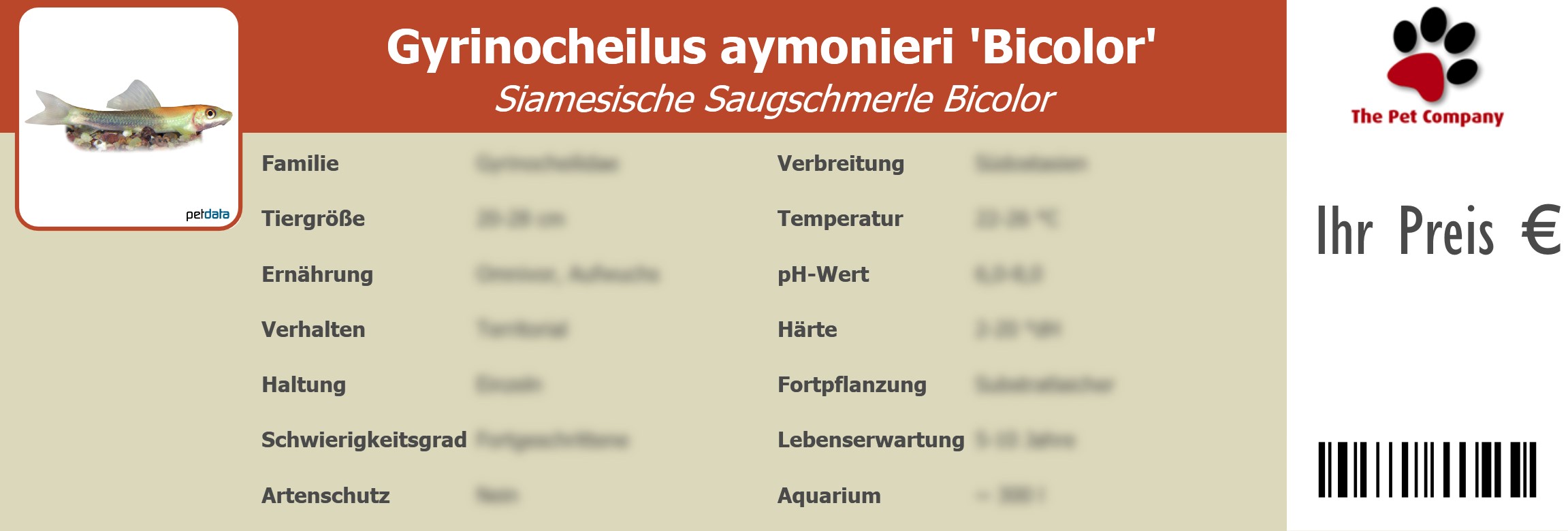 Gyrinocheilus aymonieri 'Bicolor' Siamesische Saugschmerle Bicolor 195 x 66 mm