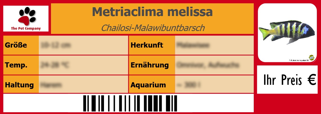 Metriaclima melissa Chailosi-Malawibuntbarsch 105 x 38 mm