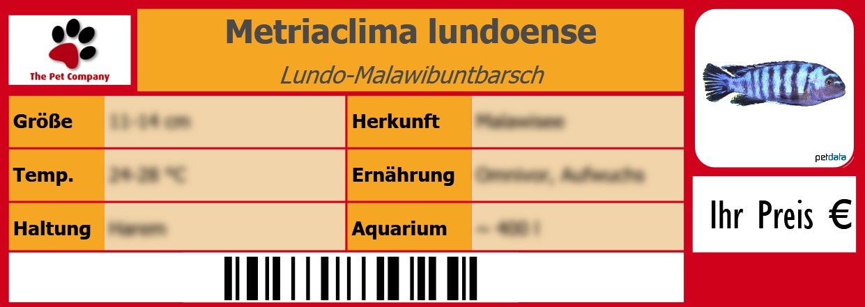 Metriaclima lundoense Lundo-Malawibuntbarsch 105 x 38 mm