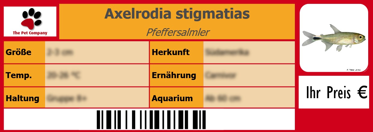 Axelrodia stigmatias Pfeffersalmler 105 x 38 mm