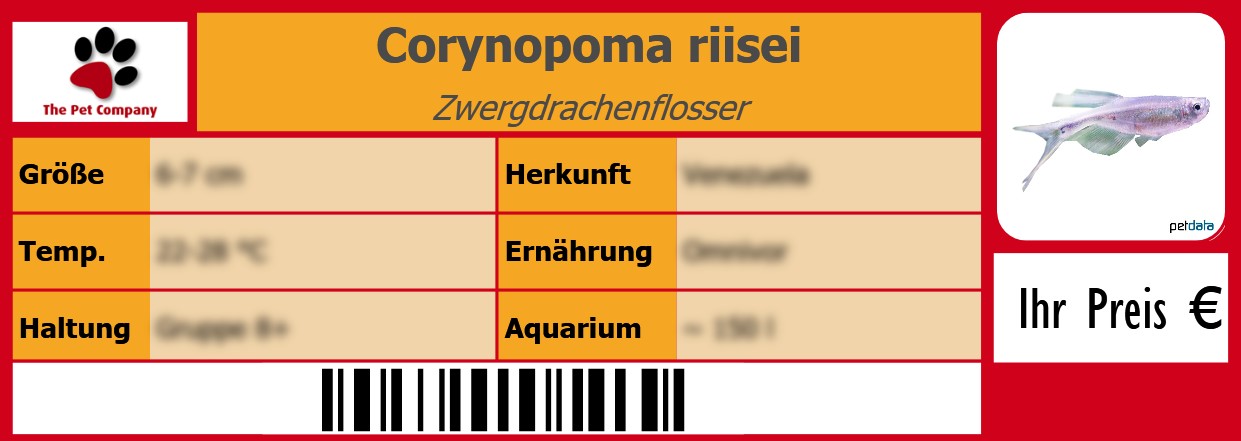 Corynopoma riisei Zwergdrachenflosser 105 x 38 mm