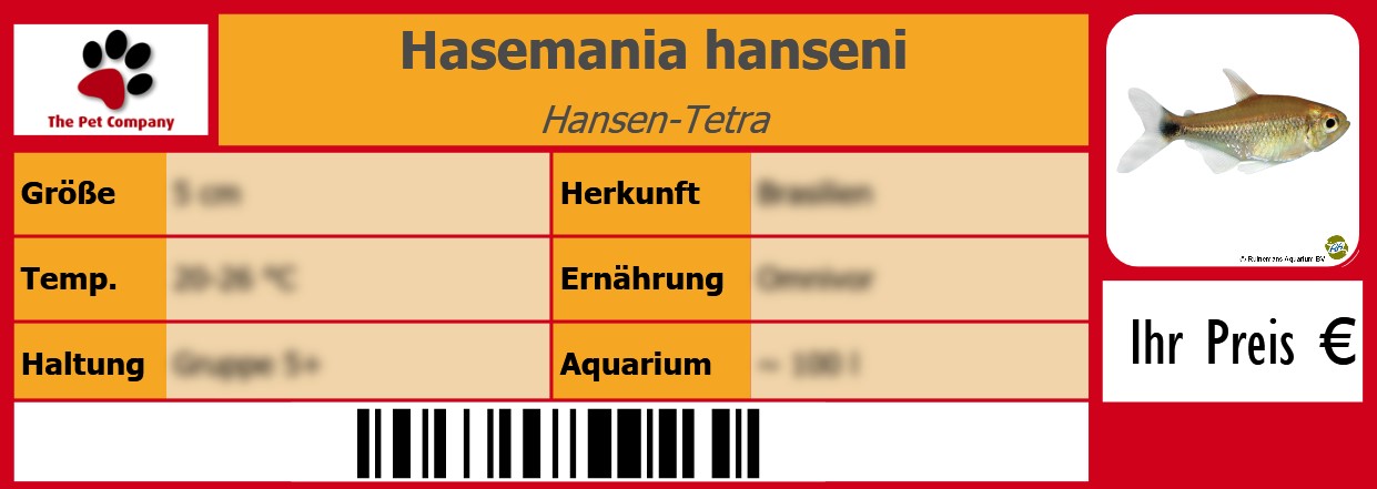 Hasemania hanseni Hansen-Tetra 105 x 38 mm