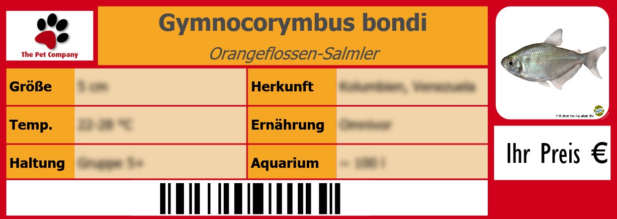Gymnocorymbus bondi Orangeflossen-Salmler 105 x 38 mm