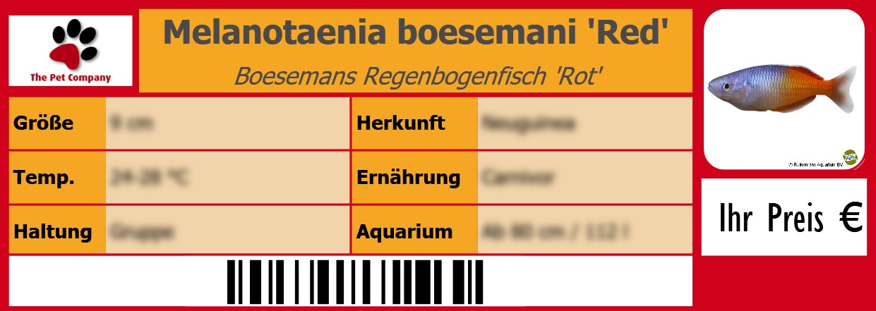 Melanotaenia boesemani 'Red' Boesemans Regenbogenfisch 'Rot' 105 x 38 mm