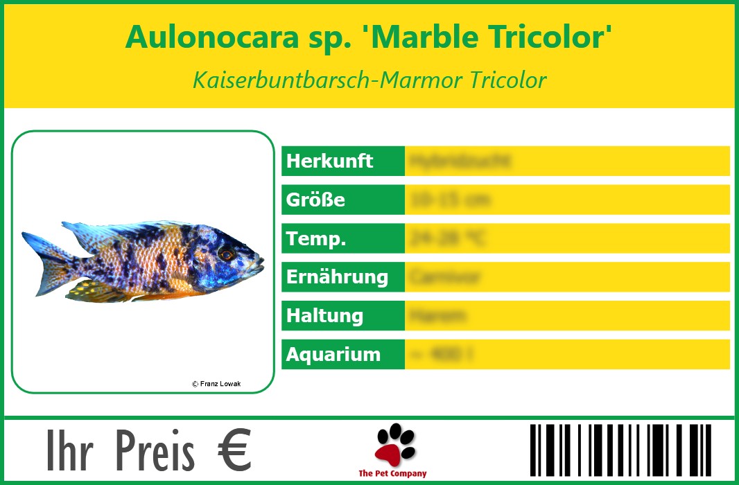 Aulonocara sp. 'Marble Tricolor' Kaiserbuntbarsch-Marmor Tricolor 90 x 60 mm