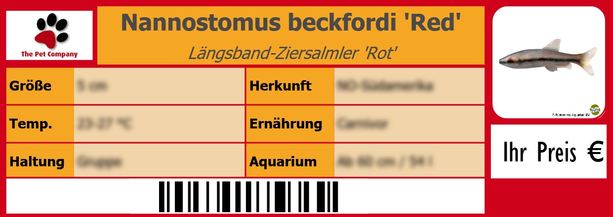 Nannostomus beckfordi 'Red' Längsband-Ziersalmler 'Rot' 105 x 38 mm