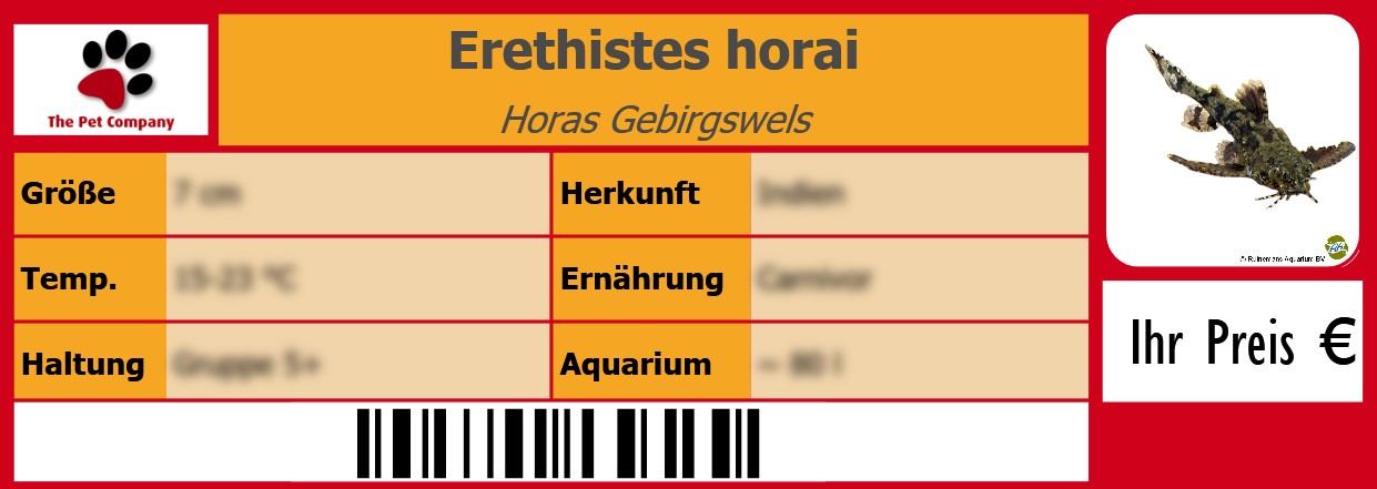 Erethistes horai Horas Gebirgswels 105 x 38 mm