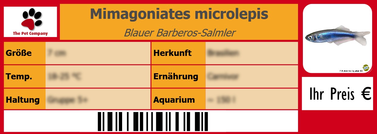 Mimagoniates microlepis Blauer Barberos-Salmler 105 x 38 mm