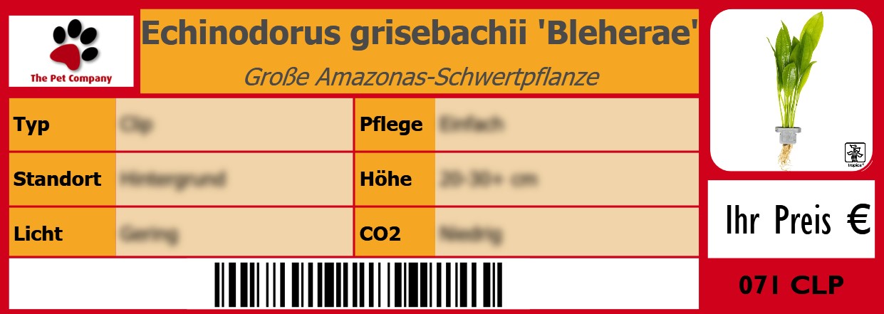 Echinodorus grisebachii 'Bleherae' Große Amazonas-Schwertpflanze 105 x 38 mm