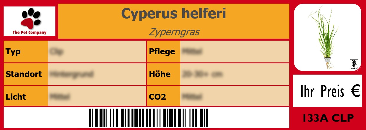 Cyperus helferi Zyperngras 105 x 38 mm