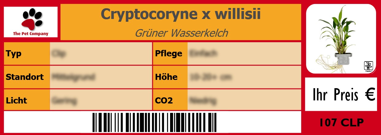 Cryptocoryne x willisii Grüner Wasserkelch 105 x 38 mm