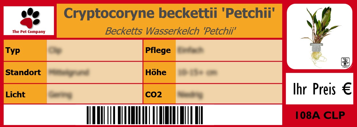 Cryptocoryne beckettii 'Petchii' Becketts Wasserkelch 'Petchii' 105 x 38 mm