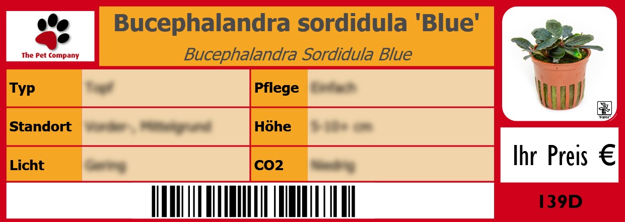 Bucephalandra sordidula 'Blue' Bucephalandra Sordidula Blue 105 x 38 mm