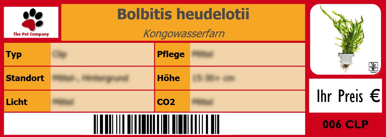 Bolbitis heudelotii Kongowasserfarn 105 x 38 mm