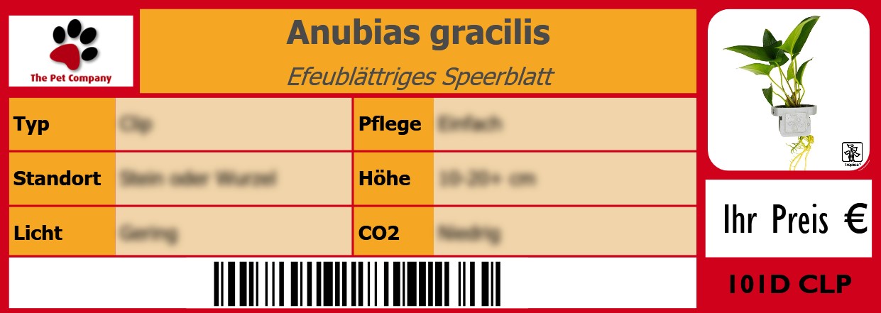 Anubias gracilis Efeublättriges Speerblatt 105 x 38 mm