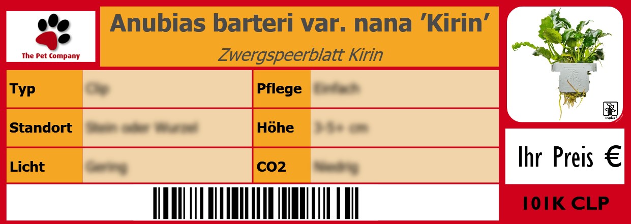 Anubias barteri var. nana ’Kirin’ Zwergspeerblatt Kirin 105 x 38 mm