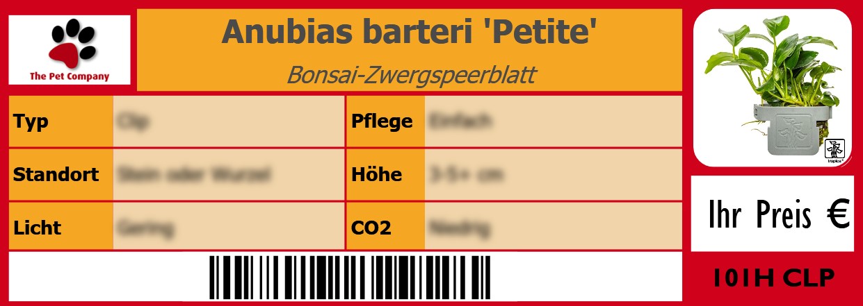 Anubias barteri 'Petite' Bonsai-Zwergspeerblatt 105 x 38 mm