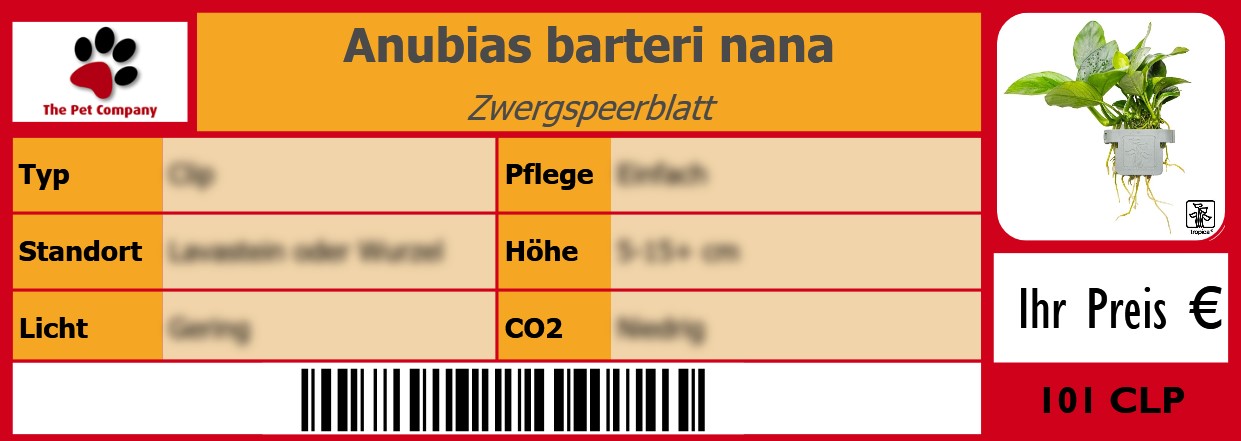 Anubias barteri nana Zwergspeerblatt 105 x 38 mm
